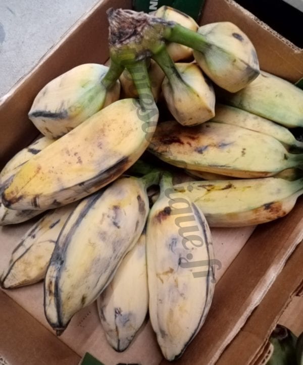 Banane Matoké 10kg – Image 2