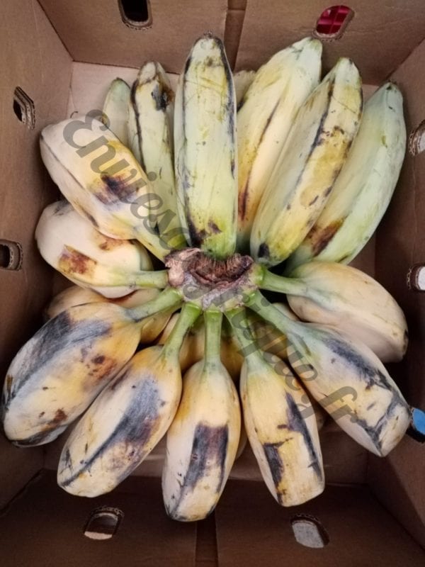 Banane Matoké 10kg – Image 3