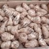 Taro, songe, madère CMR 10kg – Image 3