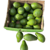 Avocat beurre CMR 5Kg