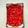 Piment antillais rouge 4kg – Image 2