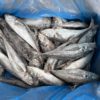 Thomson/chinchard IQF Espagne 20kg 400-550GR – Image 2