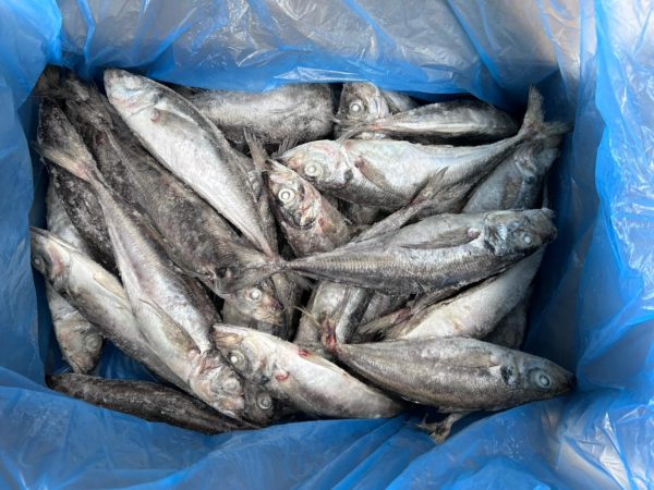 Thomson/chinchard IQF Espagne 20kg 400-550GR – Image 2