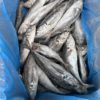 Thomson/chinchard IQF Espagne 20kg 400-550GR