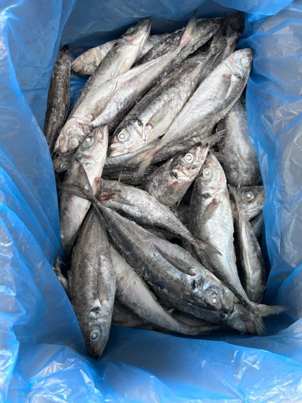 Thomson/chinchard IQF Espagne 20kg 400-550GR
