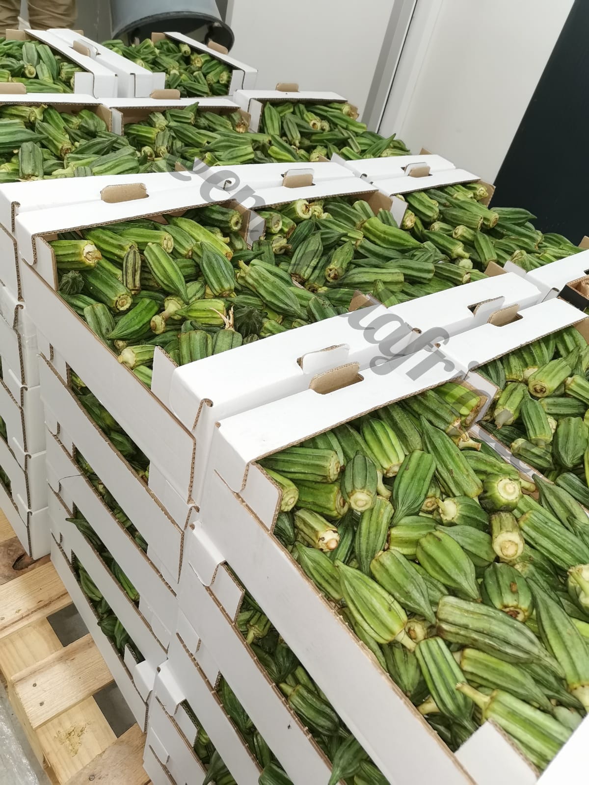 Gombo frais du Cameroun 5kg Exotique Pro