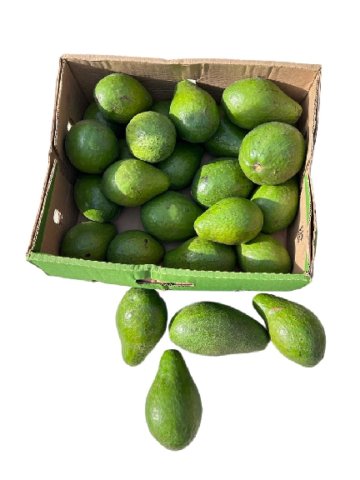 Avocat beurre CMR 5Kg