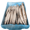 Barracuda entier 300-500Gr 10Kg – Image 2