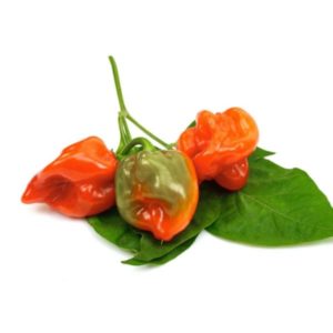 Piment antillais bicolore frais 4kg