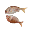 Dorade rose entière IQF 800-1000 10KG – Image 2