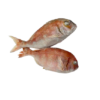 Dorade rose entière IQF 800-1000 10KG – Image 3