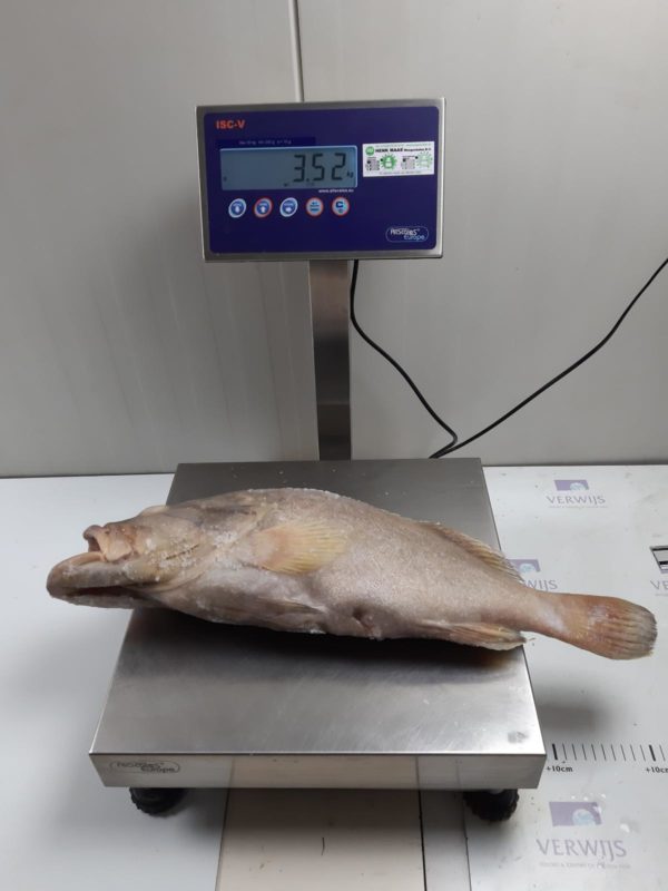 Tiof /Merou/Grouper G/V 3-5kg 25KG – Image 3