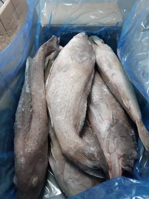 Tiof /Merou/Grouper G/V 3-5kg 25KG – Image 2