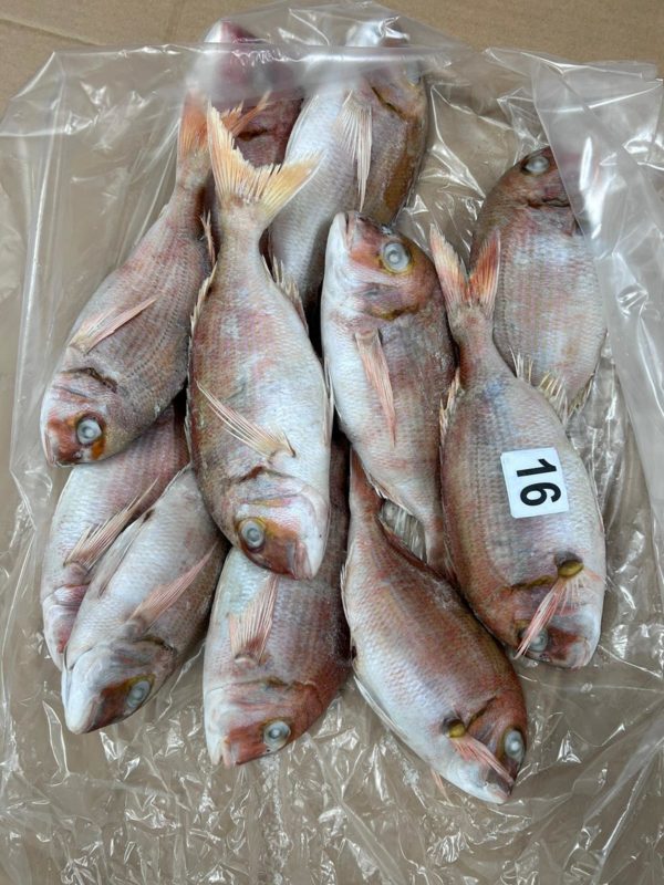 Dorade rose entière IQF 400-600 5KG – Image 3