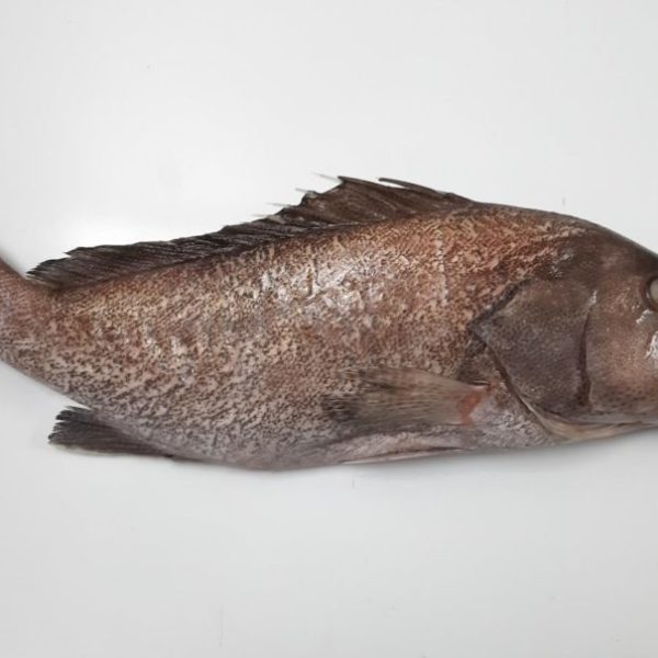 Tiof /Merou/Grouper G/V 5-10kg 25KG