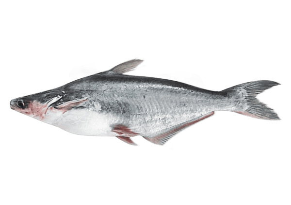 Poisson pangas, Malangua 500-1000 4kg