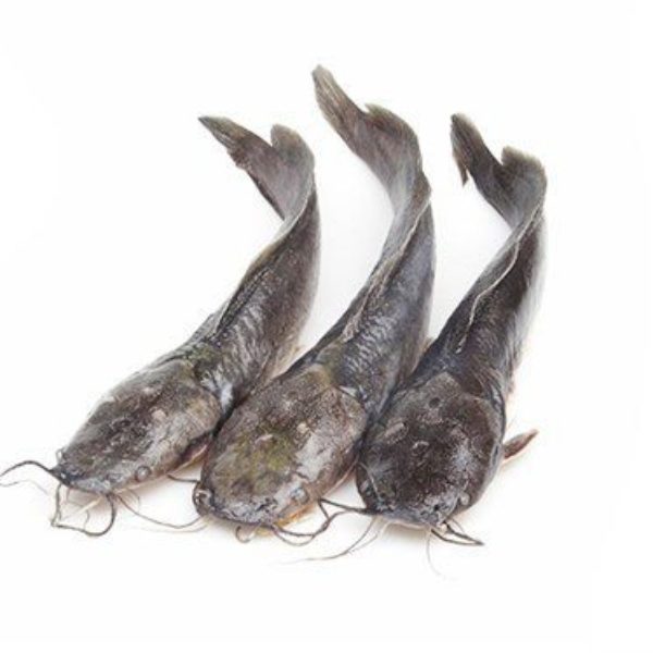 Poisson chat 800gr+ 4kg