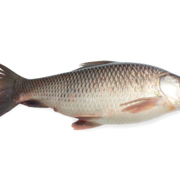 Rohu 1 poisson