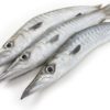 Barracuda entier 300-500Gr 10Kg