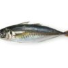 Chinchard/Thomson IQF de Norvège 20kg 500+