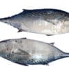 Thon entier little tunny 500-1000 20kg