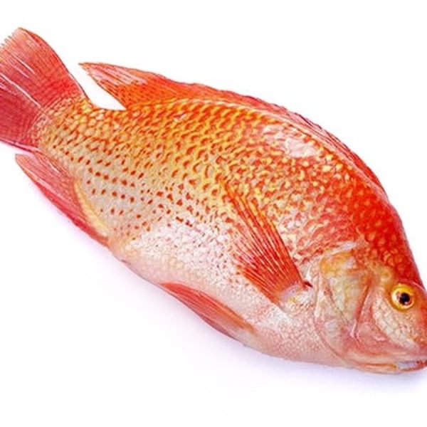 Tilapia rouge gratté et vidé 700-900gr 4kg