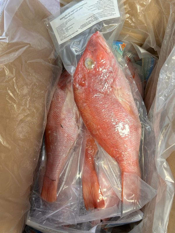 Vivaneaux entier G∕V 500-1000gr 10kg