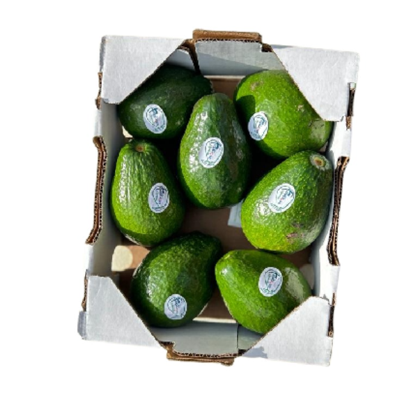 Avocat tropical non mûr 3kg