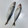 Chinchard/Thomson/Oya oya 350-550GR 20KG